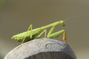 29th May 2013 - pray mantis