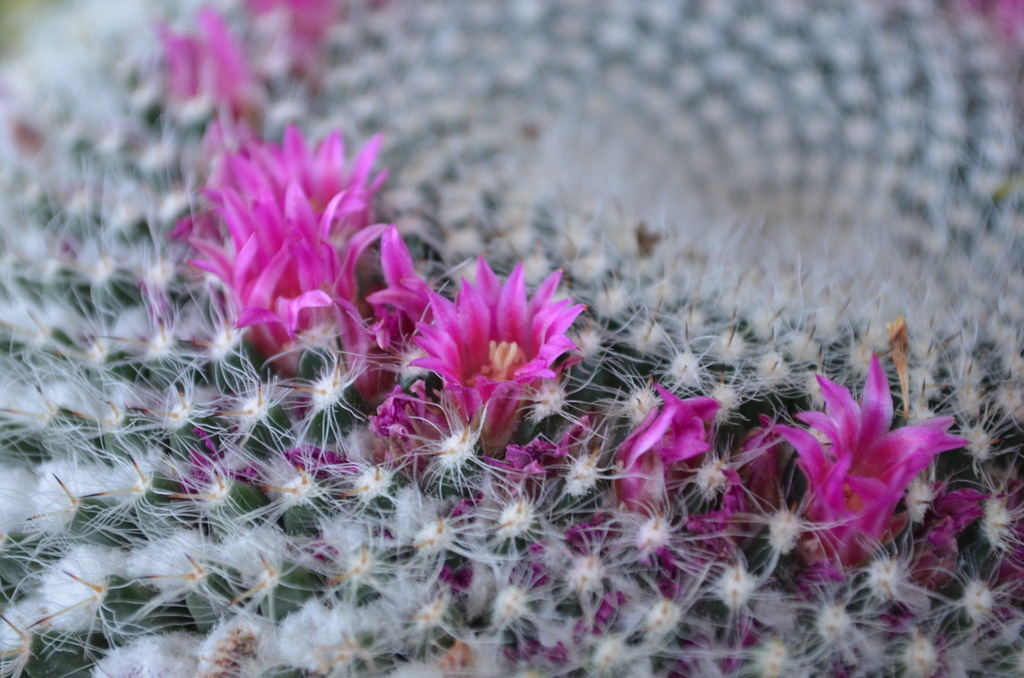 Cactus in Bloom by mariaostrowski