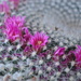 Cactus in Bloom by mariaostrowski