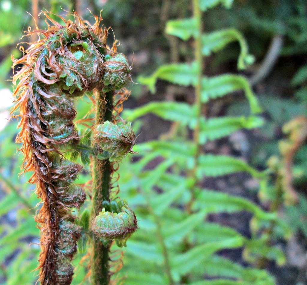  more 'circles':  fern unfurling by quietpurplehaze