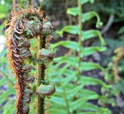 29th May 2013 -  more 'circles':  fern unfurling