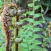  more 'circles':  fern unfurling by quietpurplehaze