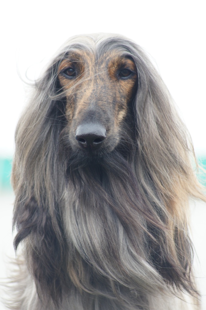 Canine Gandalf by jesperani