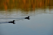 30th May 2013 - Algonquin Trip #7 - Loon reflections