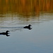 Algonquin Trip #7 - Loon reflections by jayberg