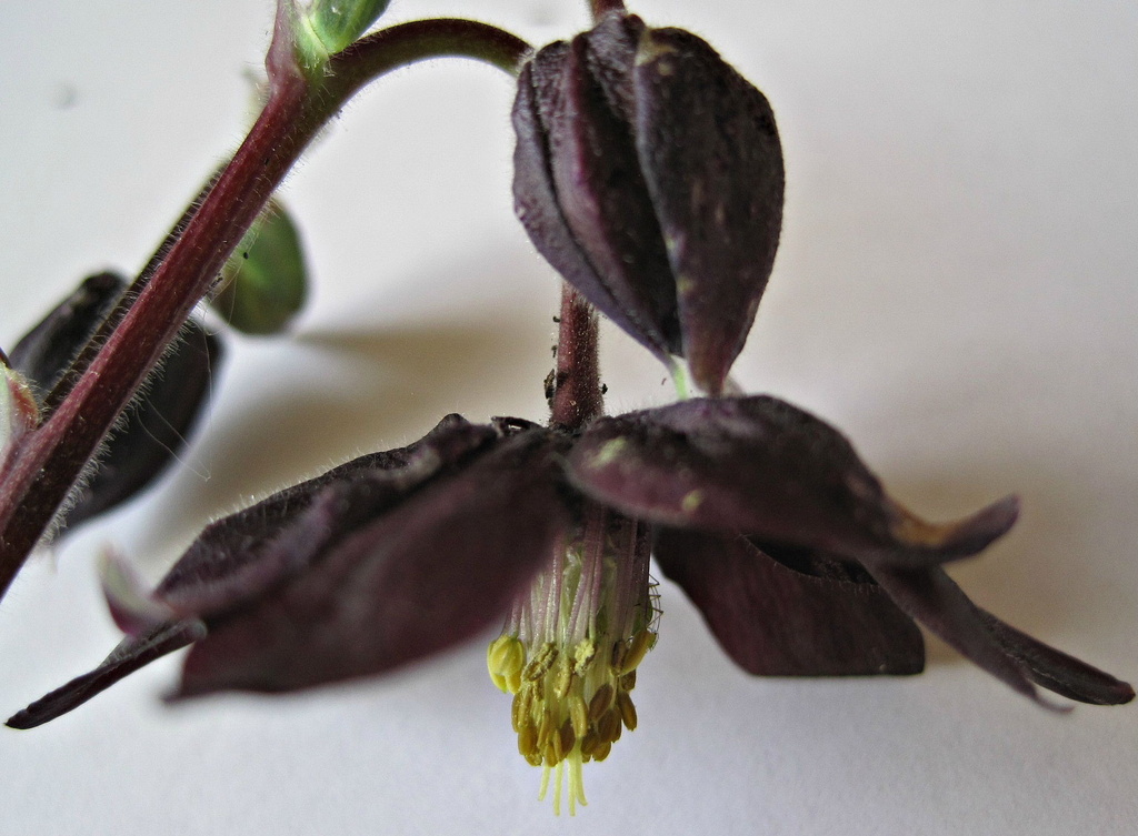 nearly 'black': a different colour of aquilegia by quietpurplehaze