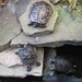 Turtles in the Butterfly House by fishers