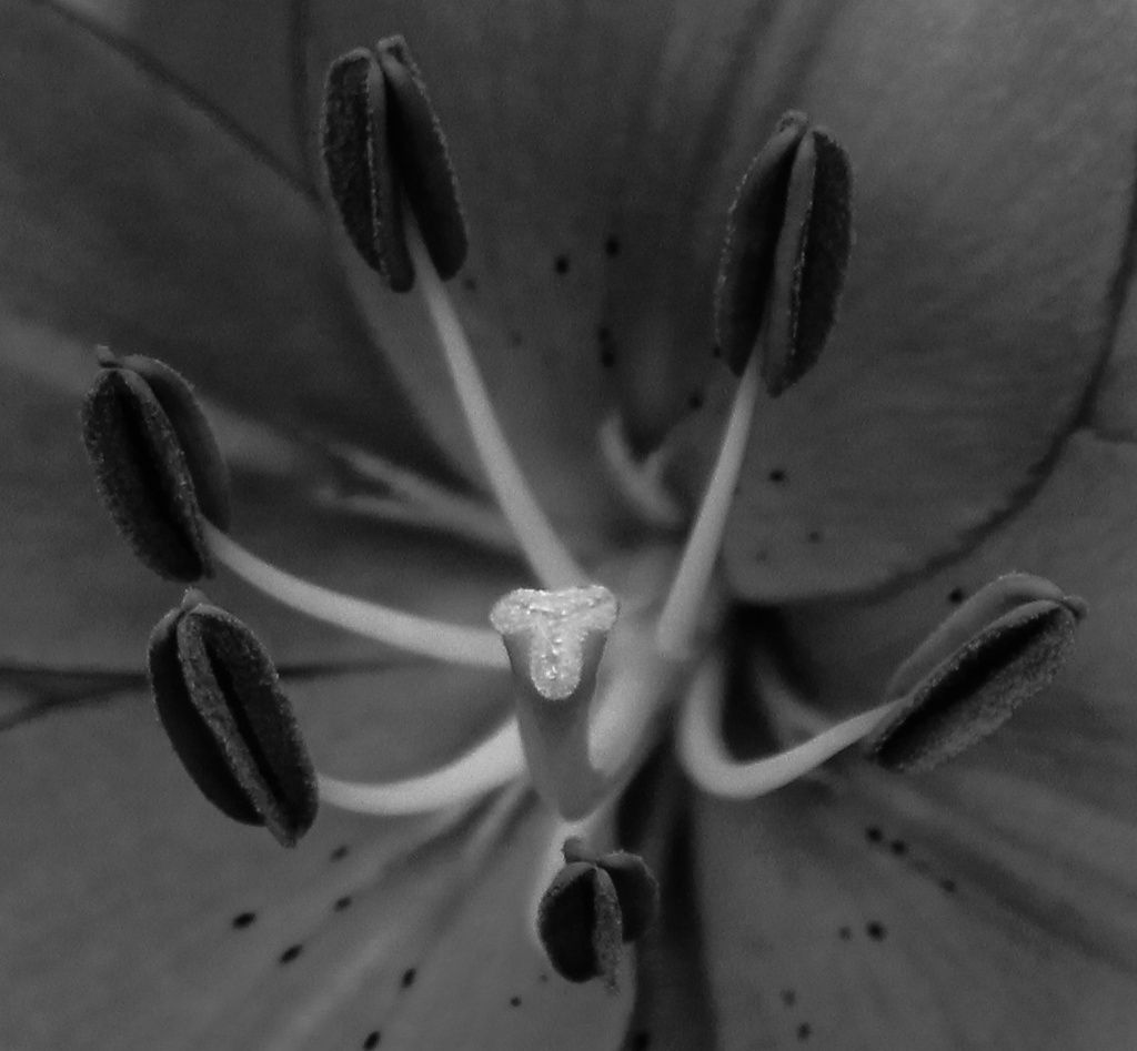 BW Day Lily by darylo
