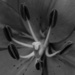 BW Day Lily by darylo