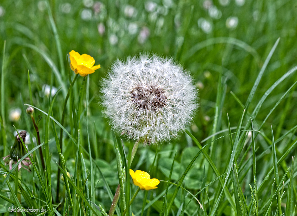 29.5.13 Dandelion Time by stoat