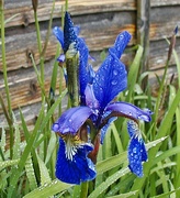 29th May 2013 - Siberian Iris in Bloom