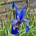 Siberian Iris in Bloom by ladymagpie