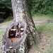A Tree Trunk with Heart by julie