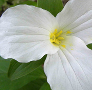 16th May 2013 - Trillium