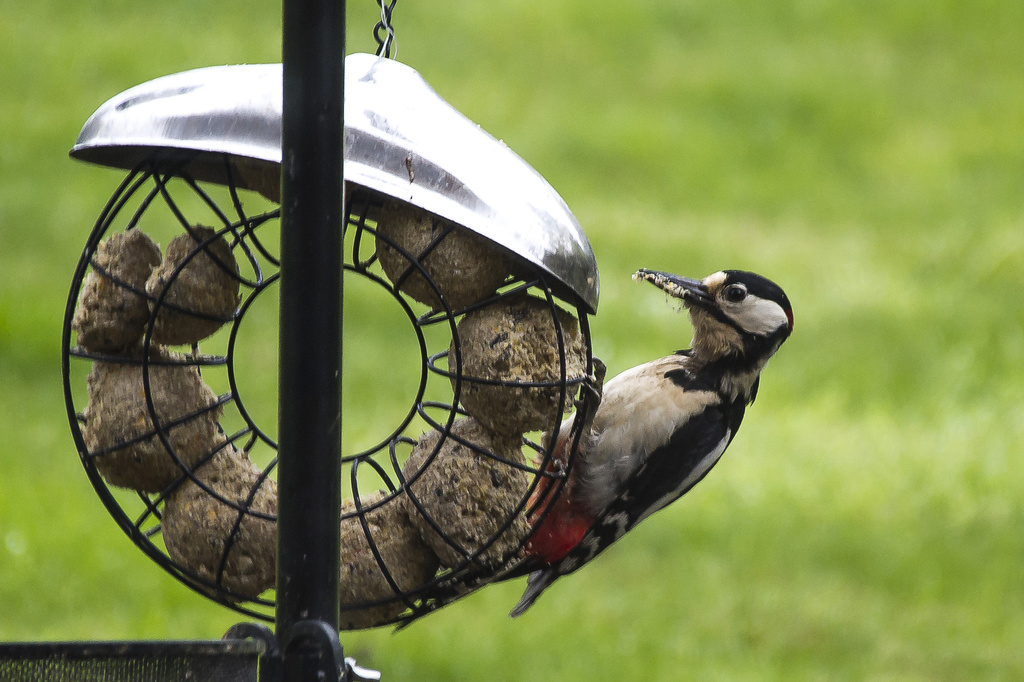 greater spotted woodpecker by jantan