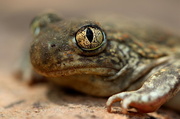 29th May 2013 - Cold toad