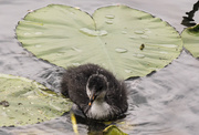 29th May 2013 - Lilly the Coot!