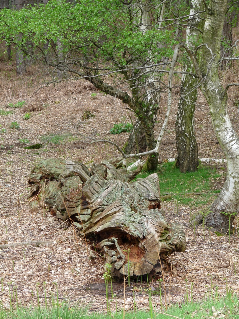 Wood dragon by sabresun