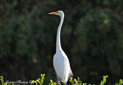 30th May 2013 - Egret