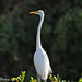 Egret by stcyr1up