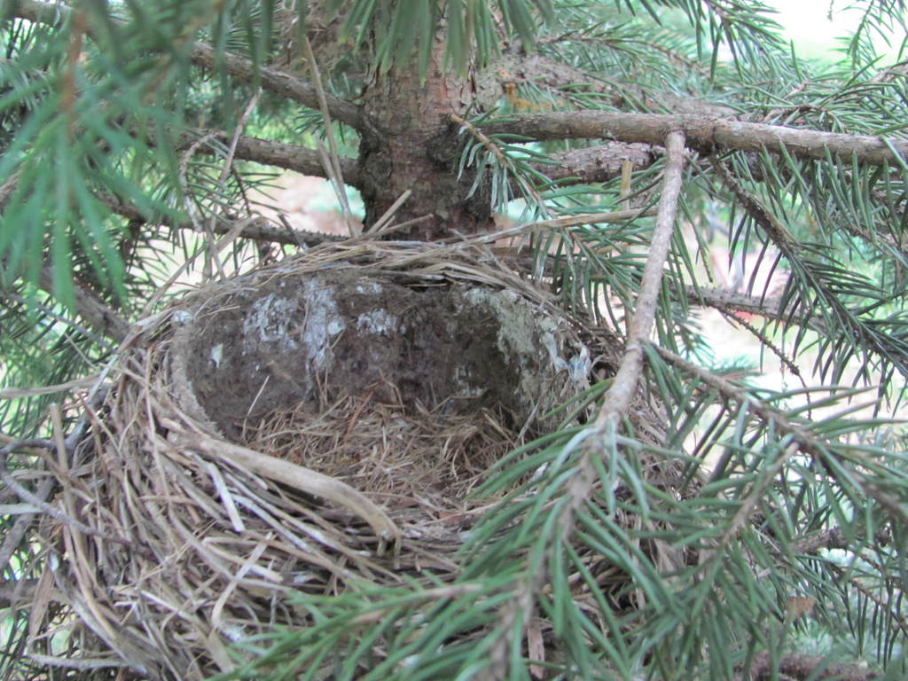 Empty Nest  by julie