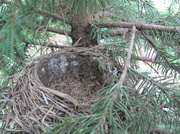 27th May 2013 - Empty Nest 