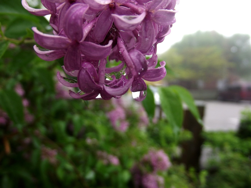lilac (for the mad minute word wednesday's "mansuetus") by summerfield