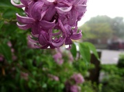 29th May 2013 - lilac (for the mad minute word wednesday's "mansuetus")