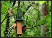 29th May 2013 - Grosbeak Family Dining Out....