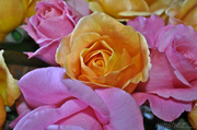 28th May 2013 - roses from next door
