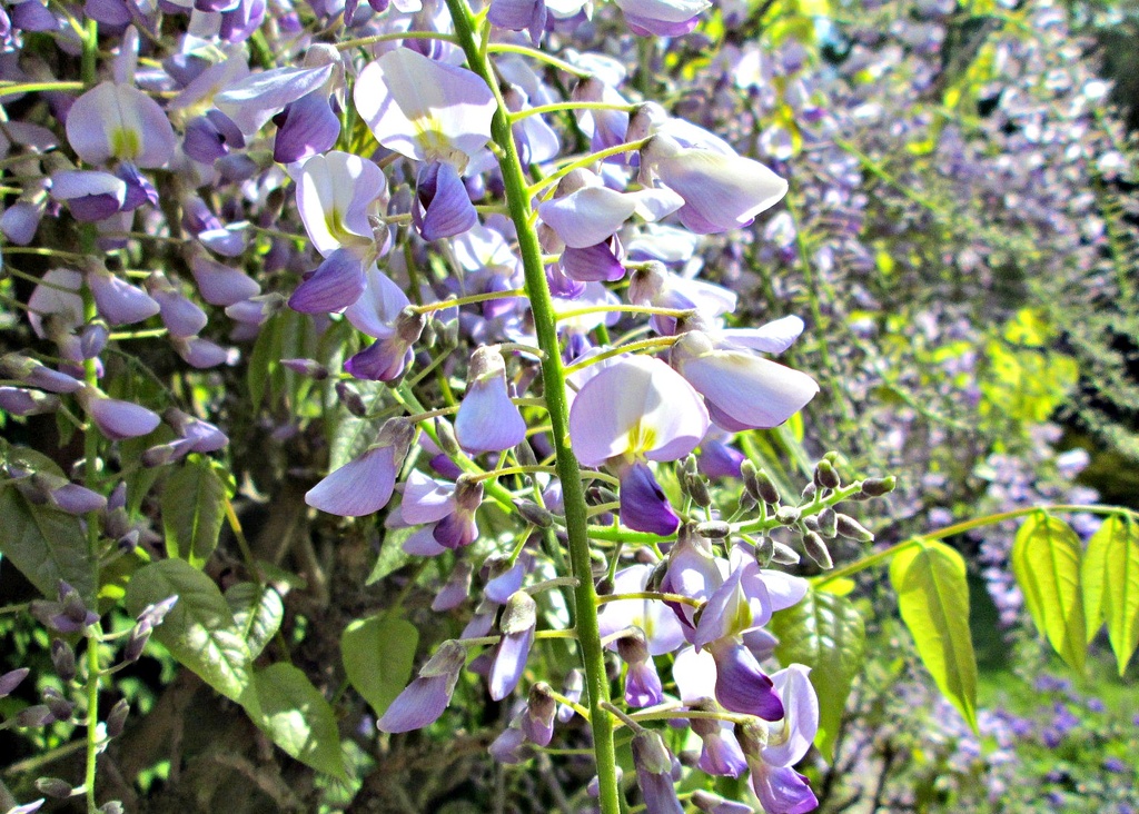 wisteria - before the rain by quietpurplehaze