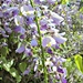 wisteria - before the rain by quietpurplehaze