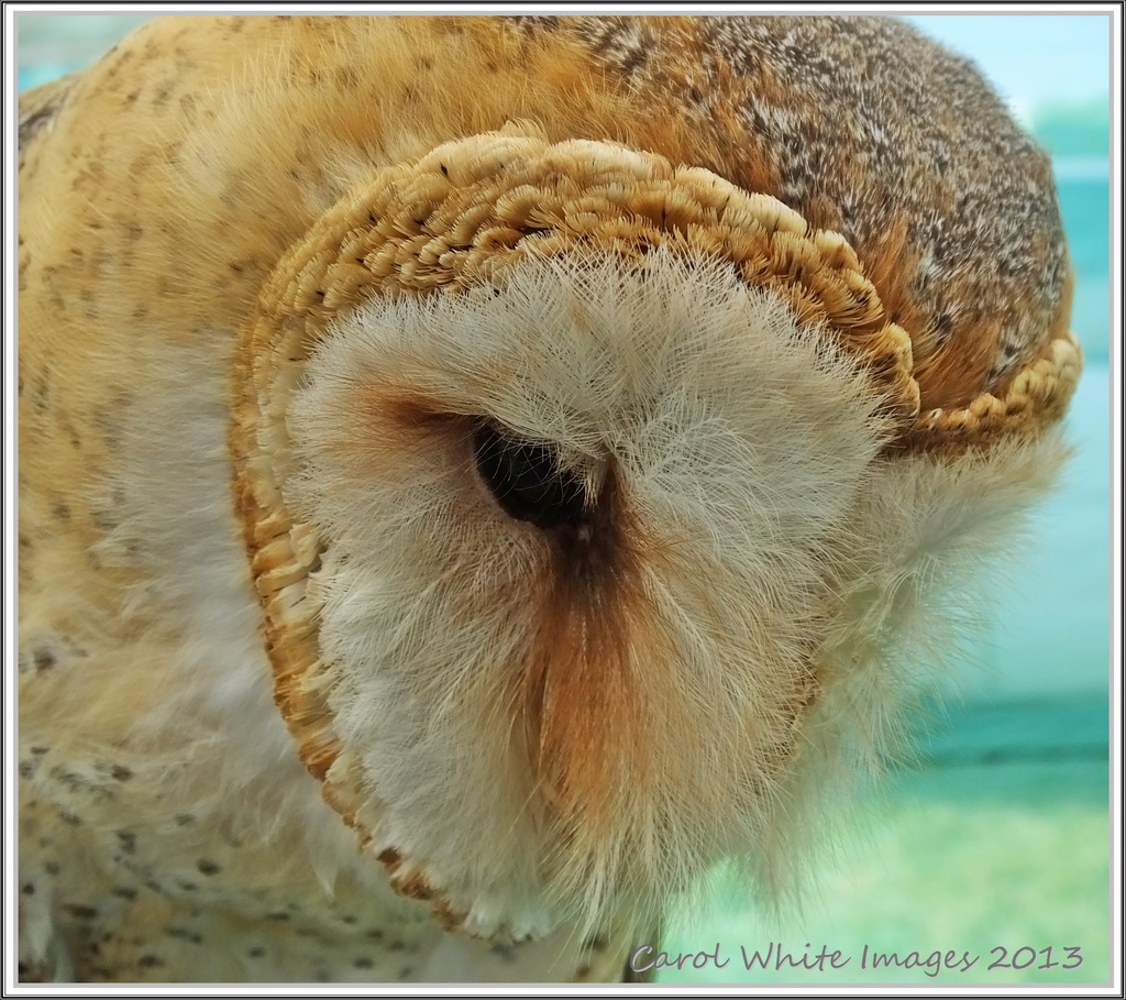 American Barn Owl by carolmw
