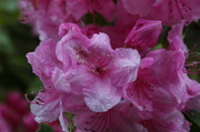 29th May 2013 - Rhodedendrum