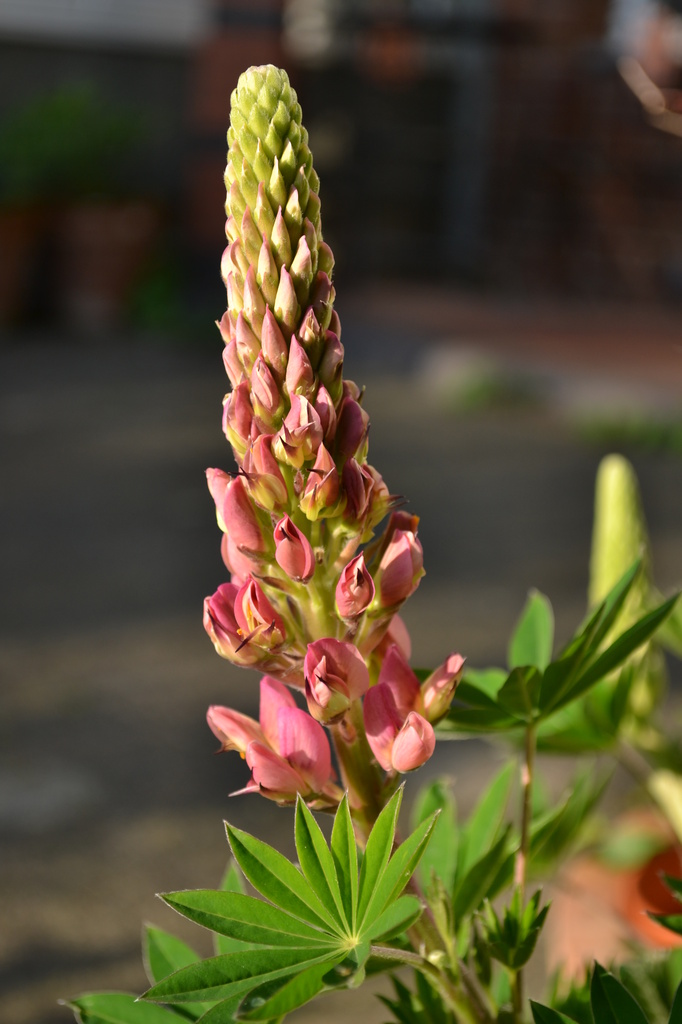 Salmon Lupin by ziggy77