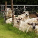 Sheep fence - 30-5 by barrowlane
