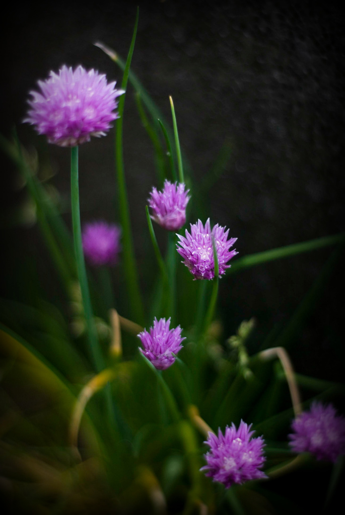 Chives by tracybeautychick