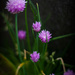 Chives by tracybeautychick