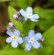 18th May 2013 - Forget-Me-Nots