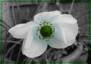 29th May 2013 - sweet anemone