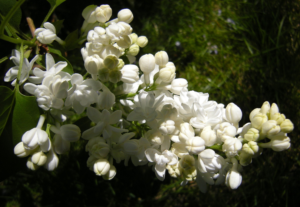 White Lilac by pyrrhula