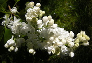31st May 2013 - White Lilac