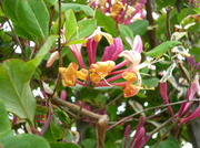 29th May 2013 - Honeysuckle