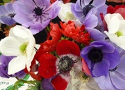 30th May 2013 - Anemones