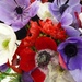 Anemones by lellie