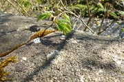 18th May 2013 - stone and leaf
