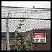 Dangerous . . . Fence? by juliedduncan