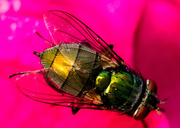 30th May 2013 - The Fly