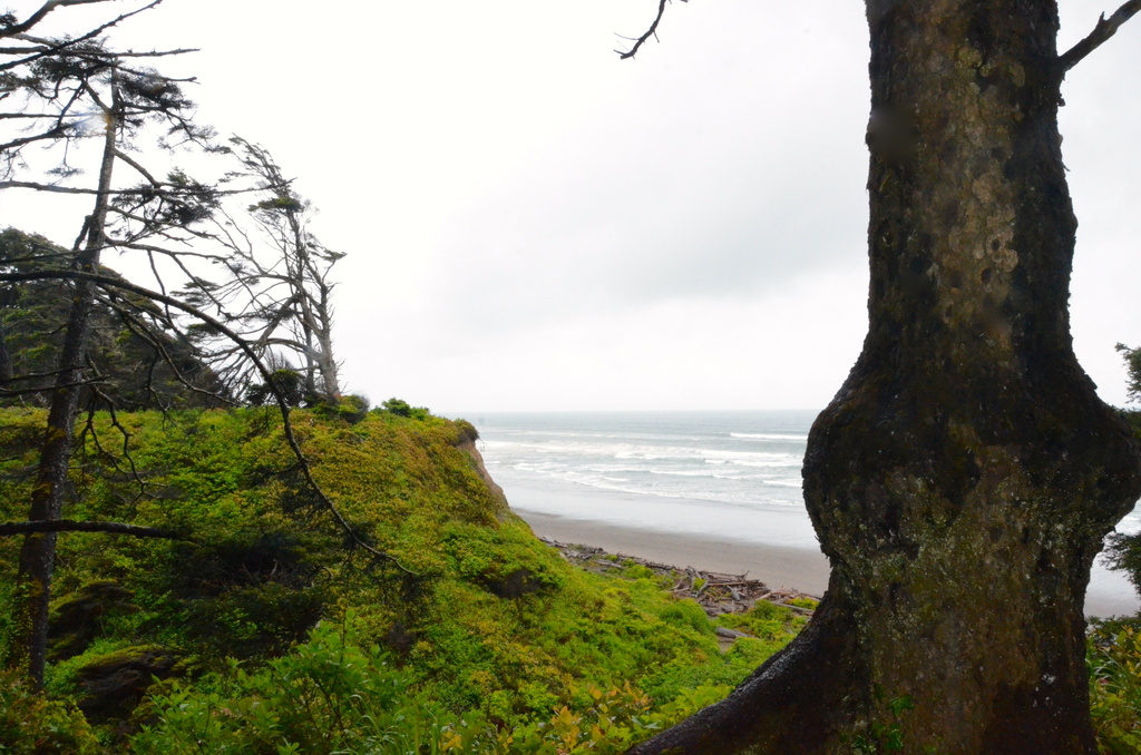 Olympic National Park by kathyladley