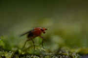 29th May 2013 - Tiny fly